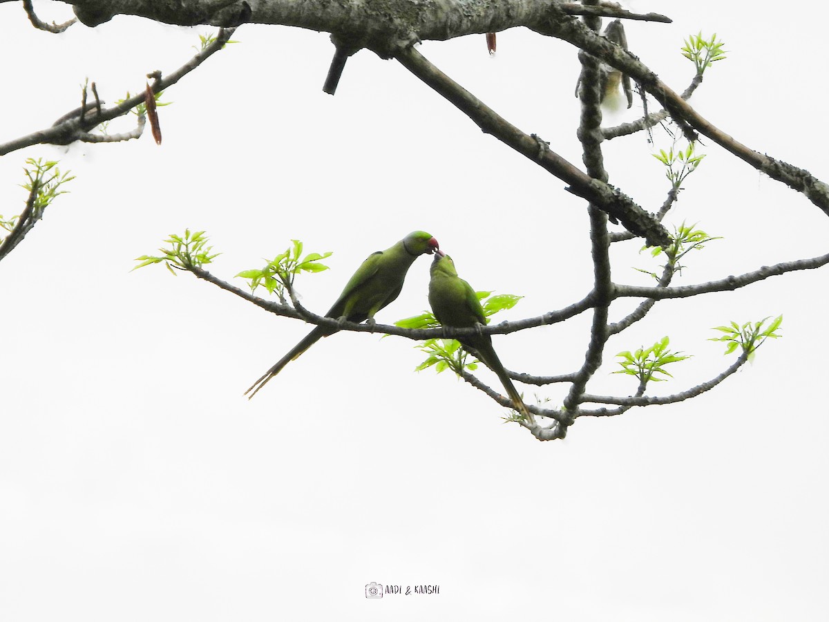 Alexandrine Parakeet - ML620201096