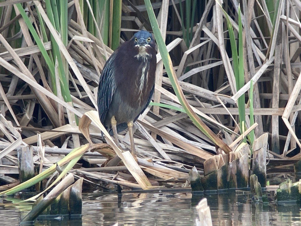 Green Heron - ML620201098