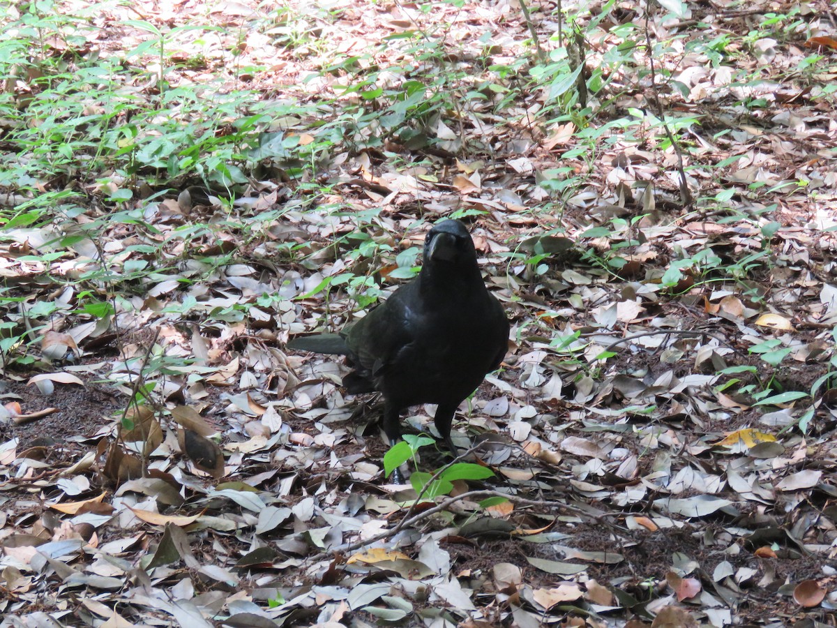 Large-billed Crow - ML620201099