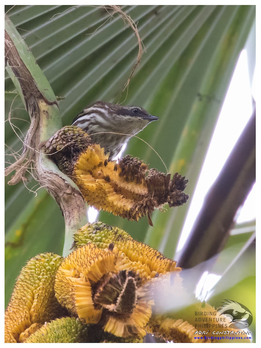 Stripe-breasted Rhabdornis - ML620201100