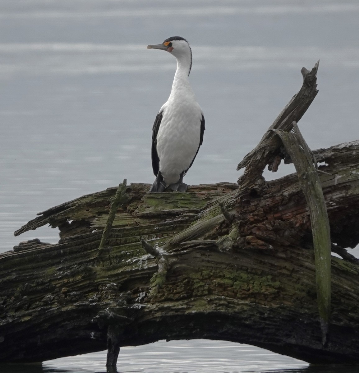 Cormoran varié - ML620201104