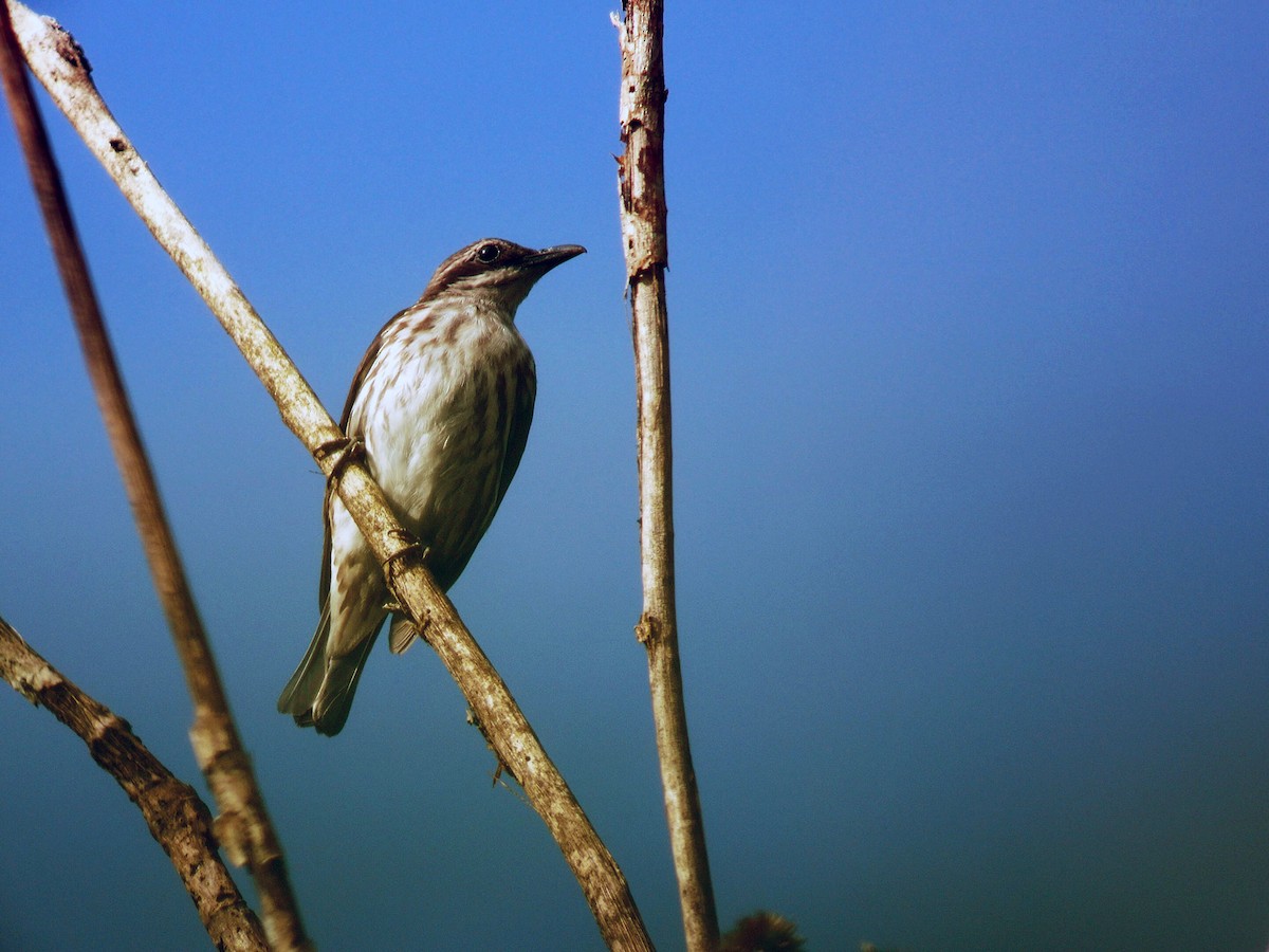 Stripe-breasted Rhabdornis - ML620201107