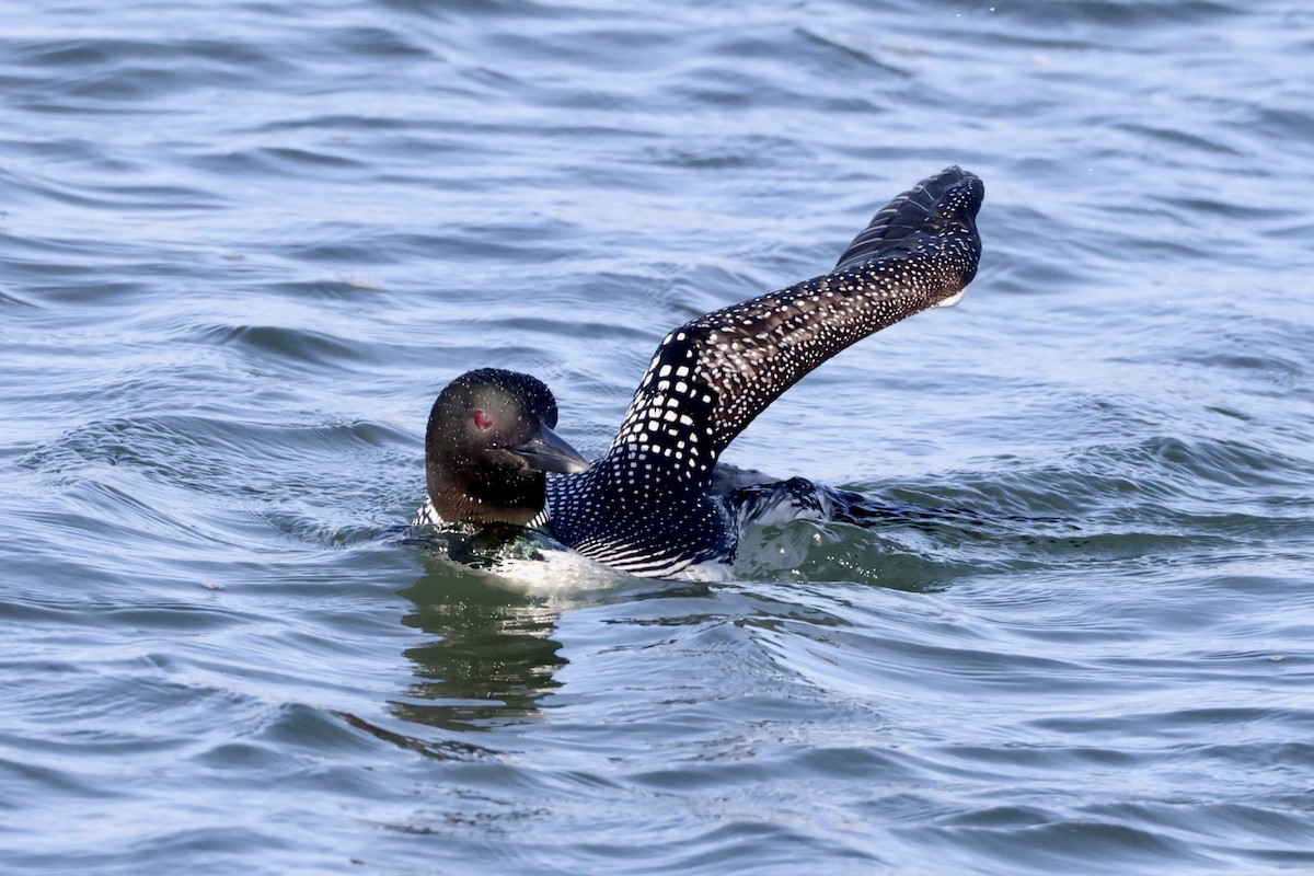 Common Loon - ML620201108