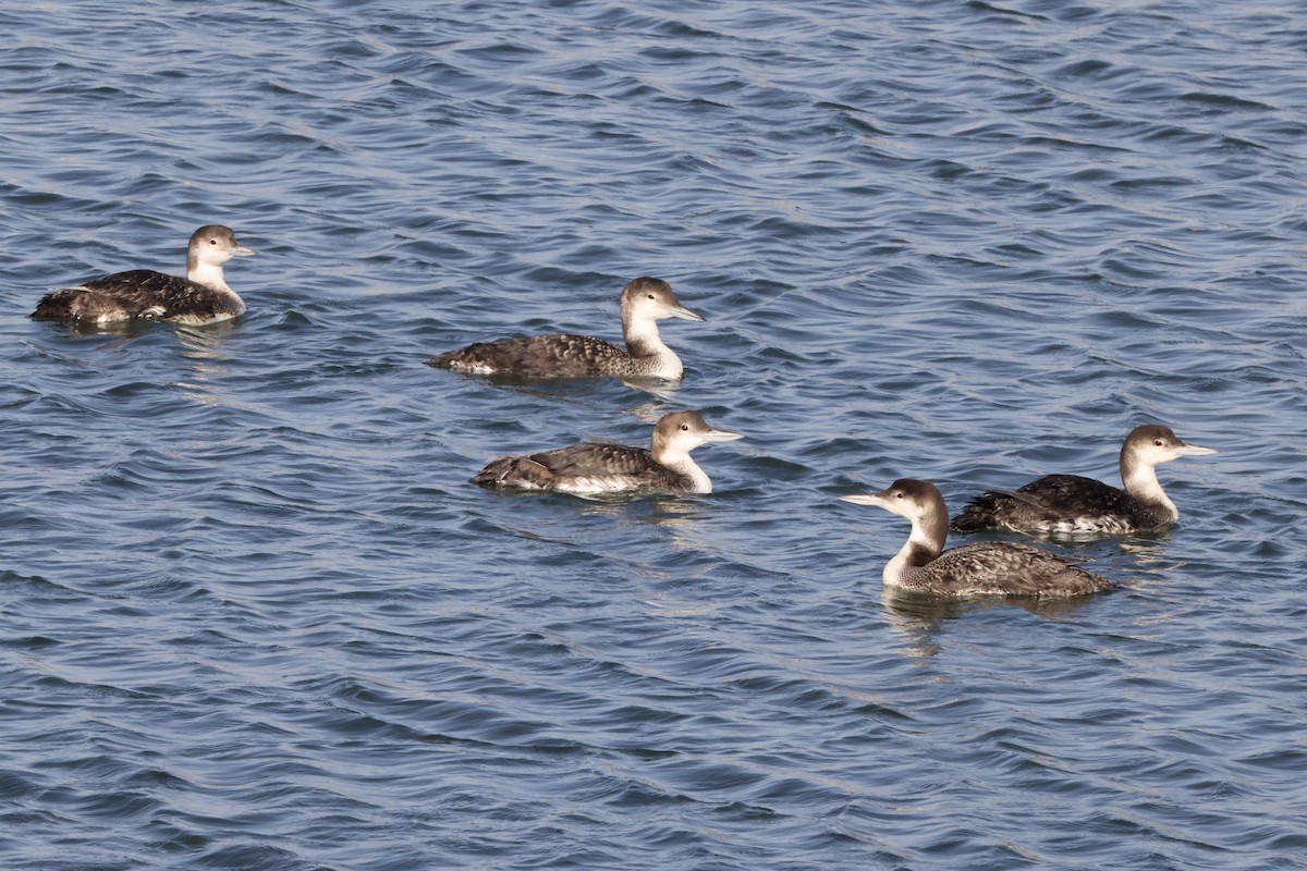 Common Loon - ML620201115