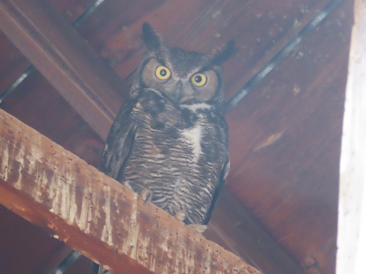 Great Horned Owl - ML620201117