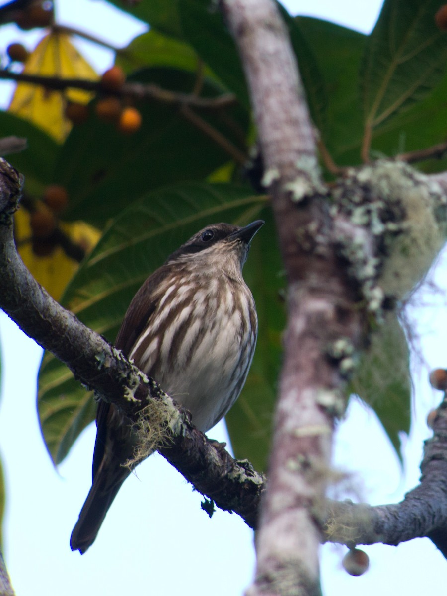 Rhabdornis à tête brune - ML620201119