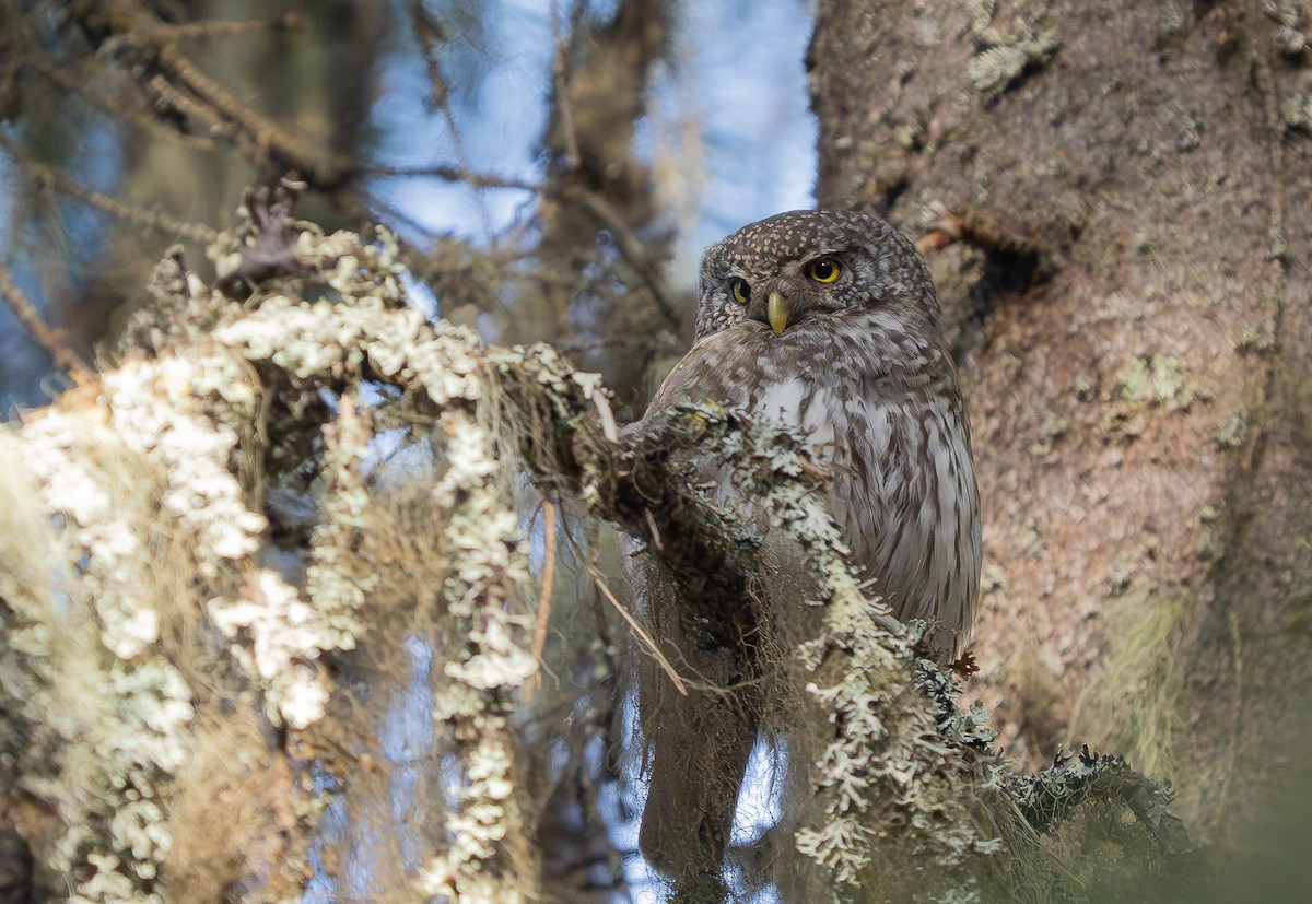 Eurasian Pygmy-Owl - ML620201121