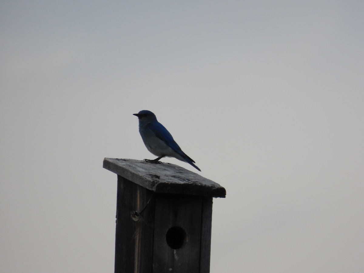 Mountain Bluebird - ML620201122