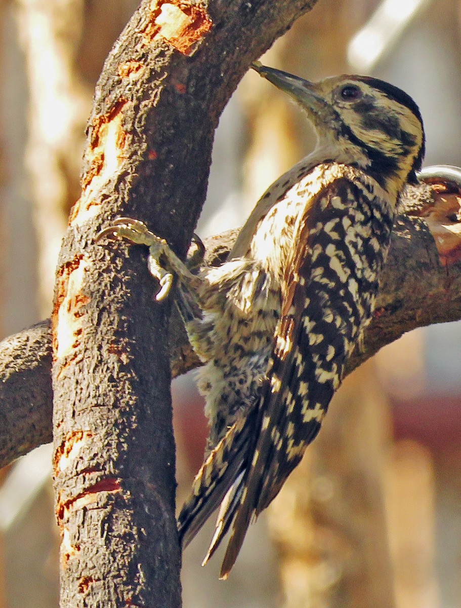 Ladder-backed Woodpecker - ML620201123