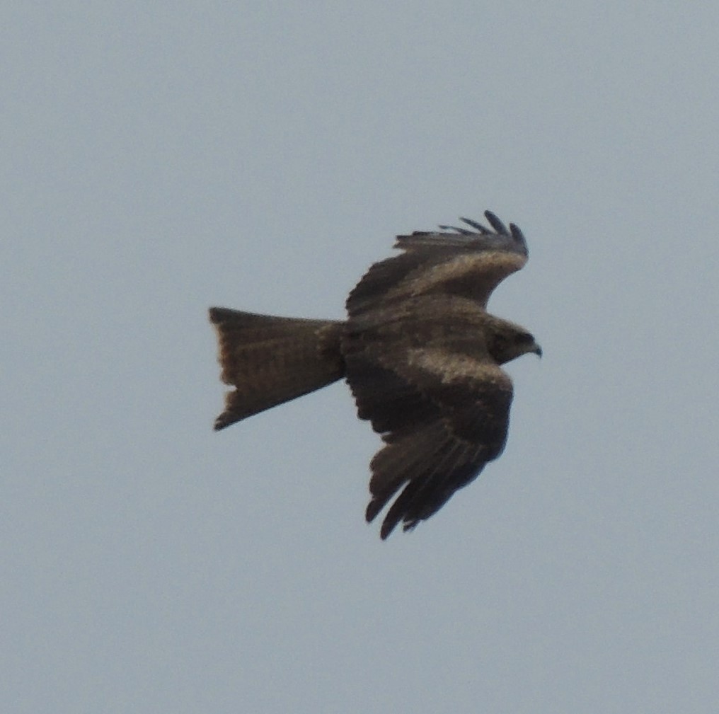 Black Kite (Black-eared) - ML620201125