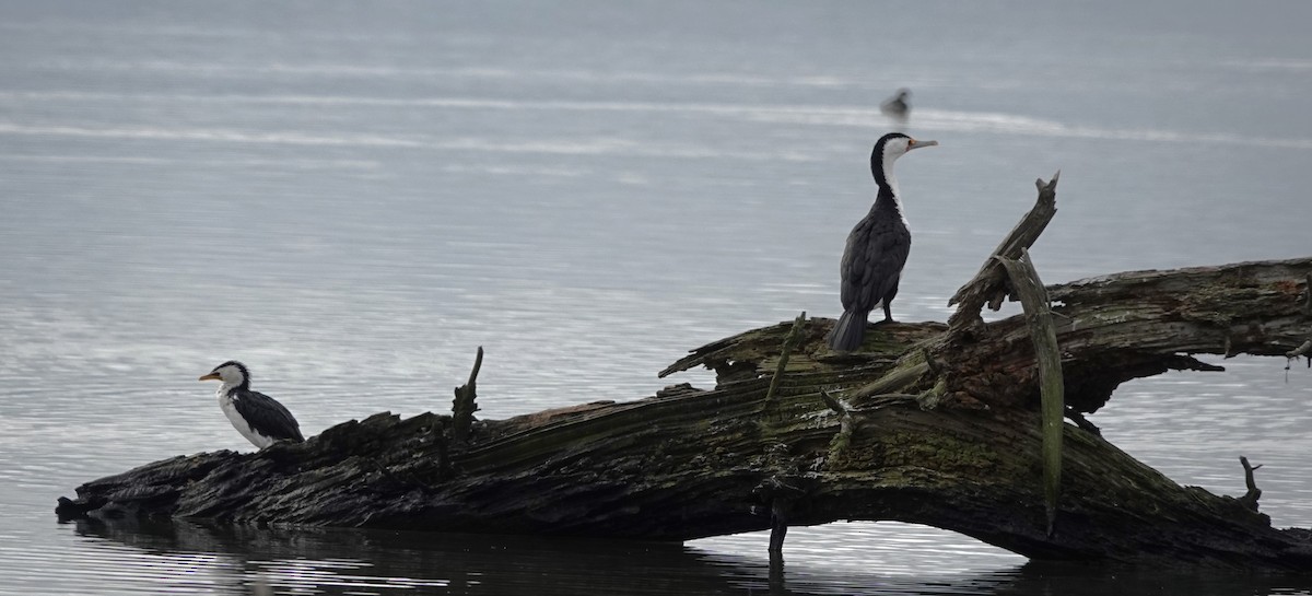 Cormoran varié - ML620201126