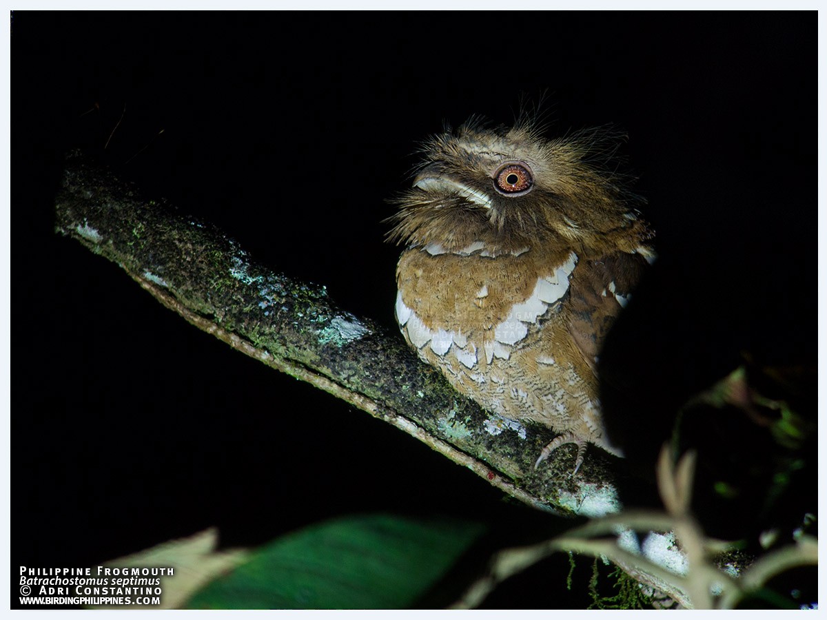 Philippine Frogmouth - ML620201127