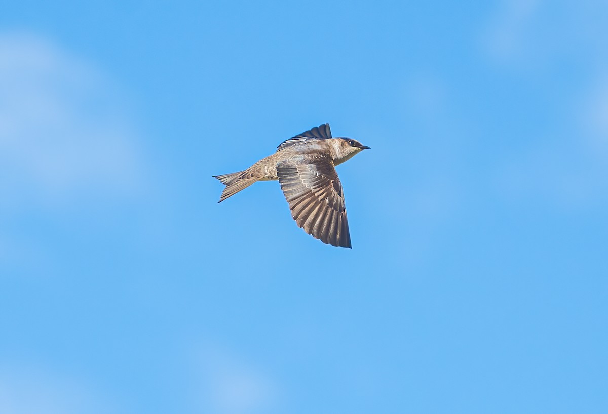 Purple Martin - ML620201135