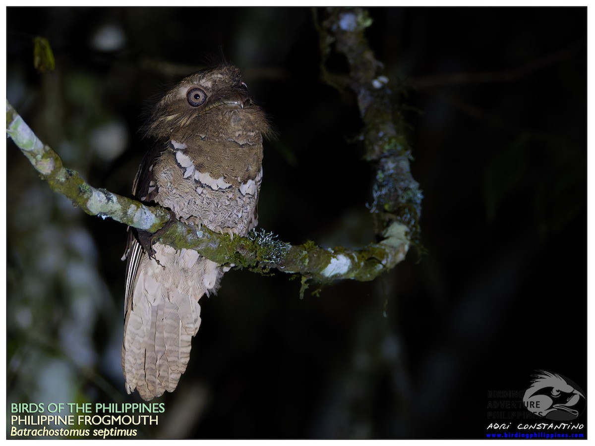 Philippine Frogmouth - ML620201166