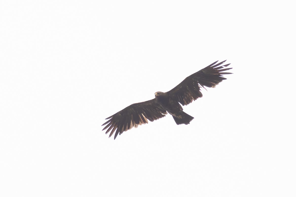 Lesser Spotted Eagle - ML620201171