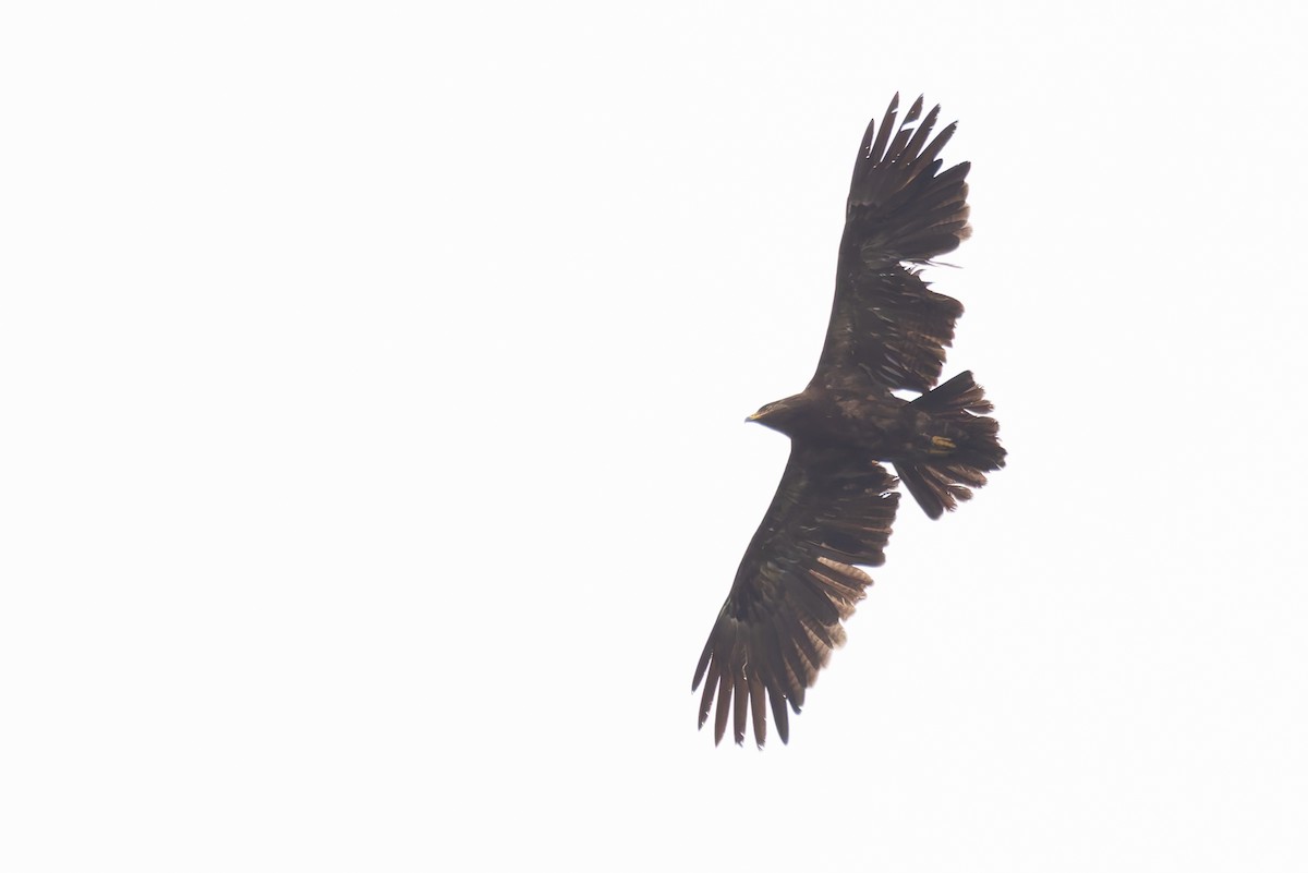 Lesser Spotted Eagle - ML620201174