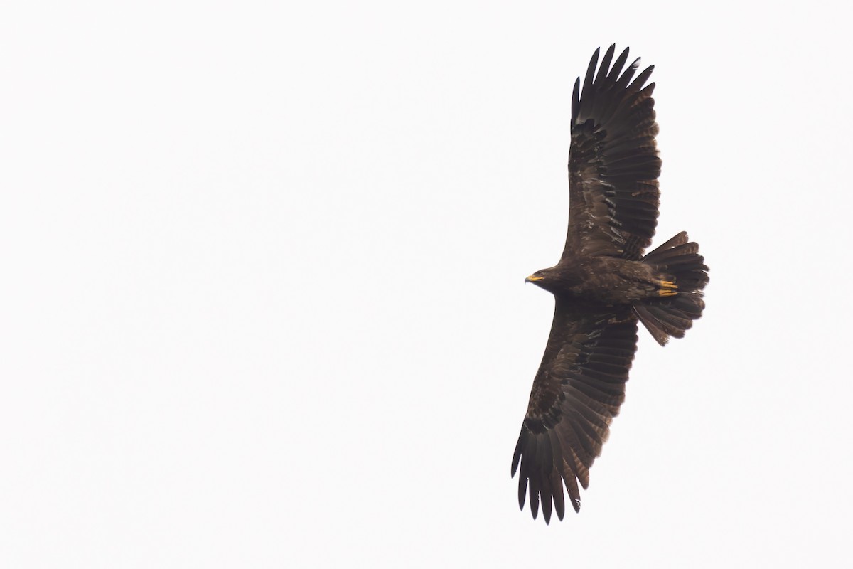 Lesser Spotted Eagle - ML620201176