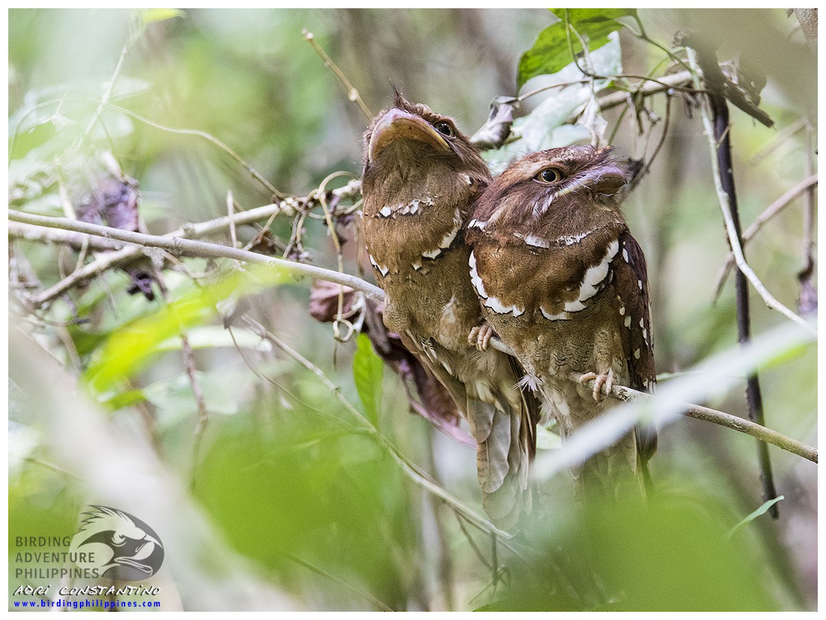 Philippine Frogmouth - ML620201179