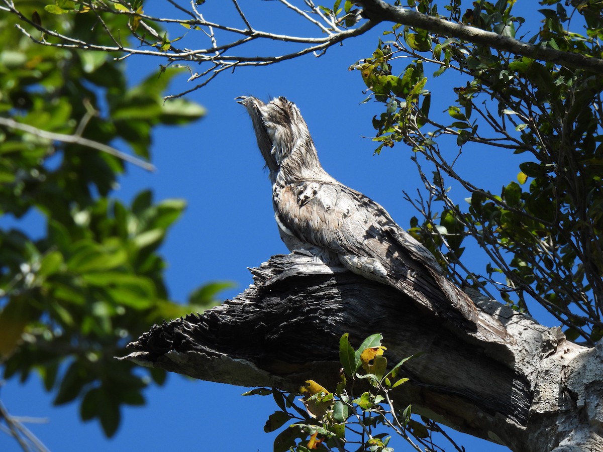 Northern Potoo - ML620201180