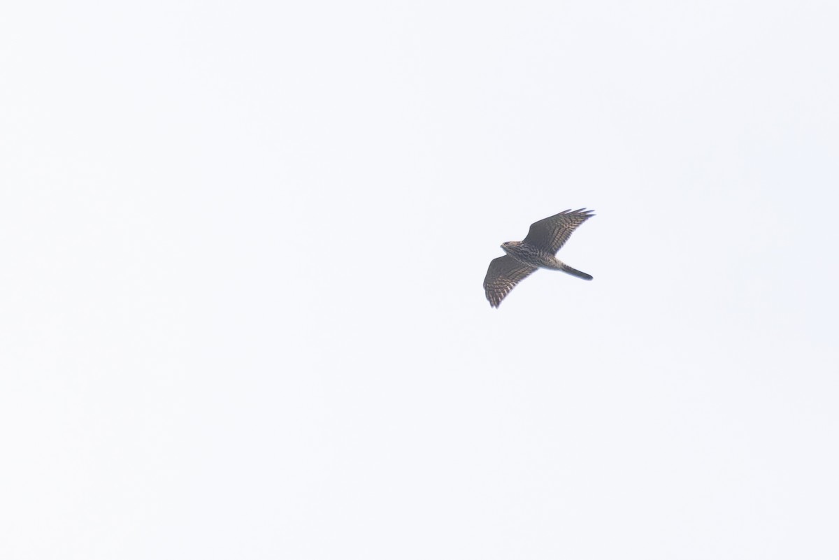 Levant Sparrowhawk - ML620201181
