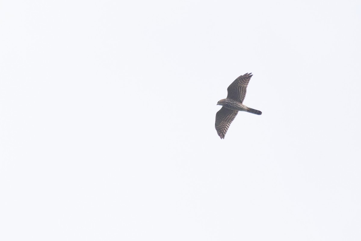 Levant Sparrowhawk - ML620201182