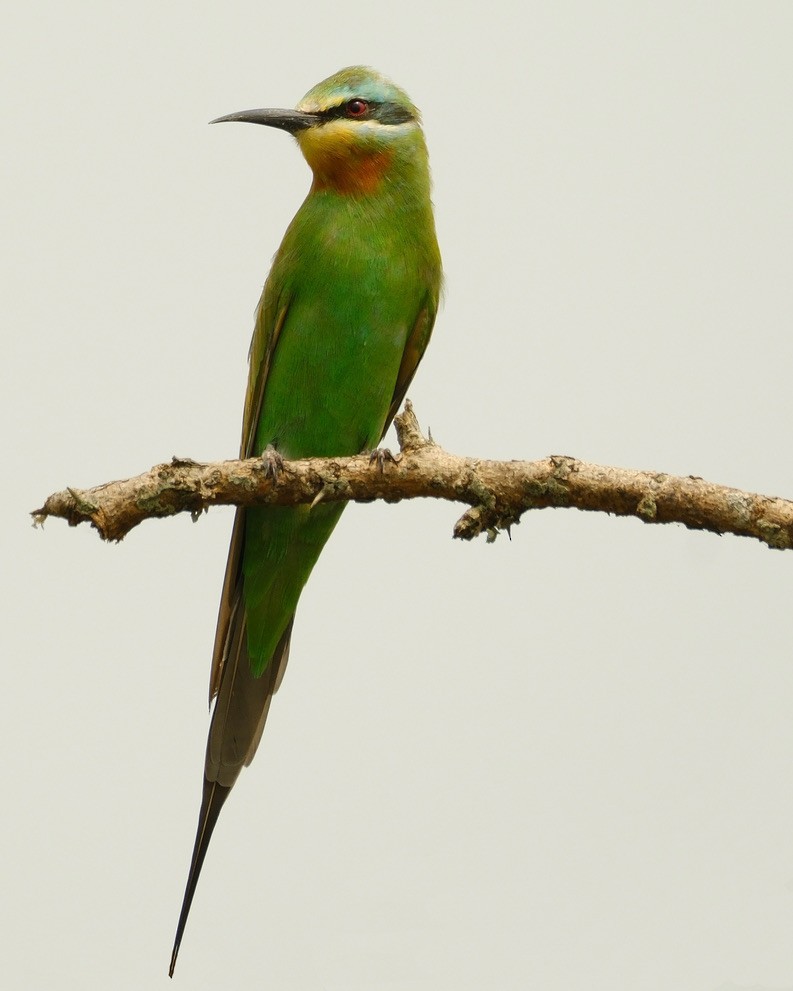Blue-cheeked Bee-eater - ML620201183