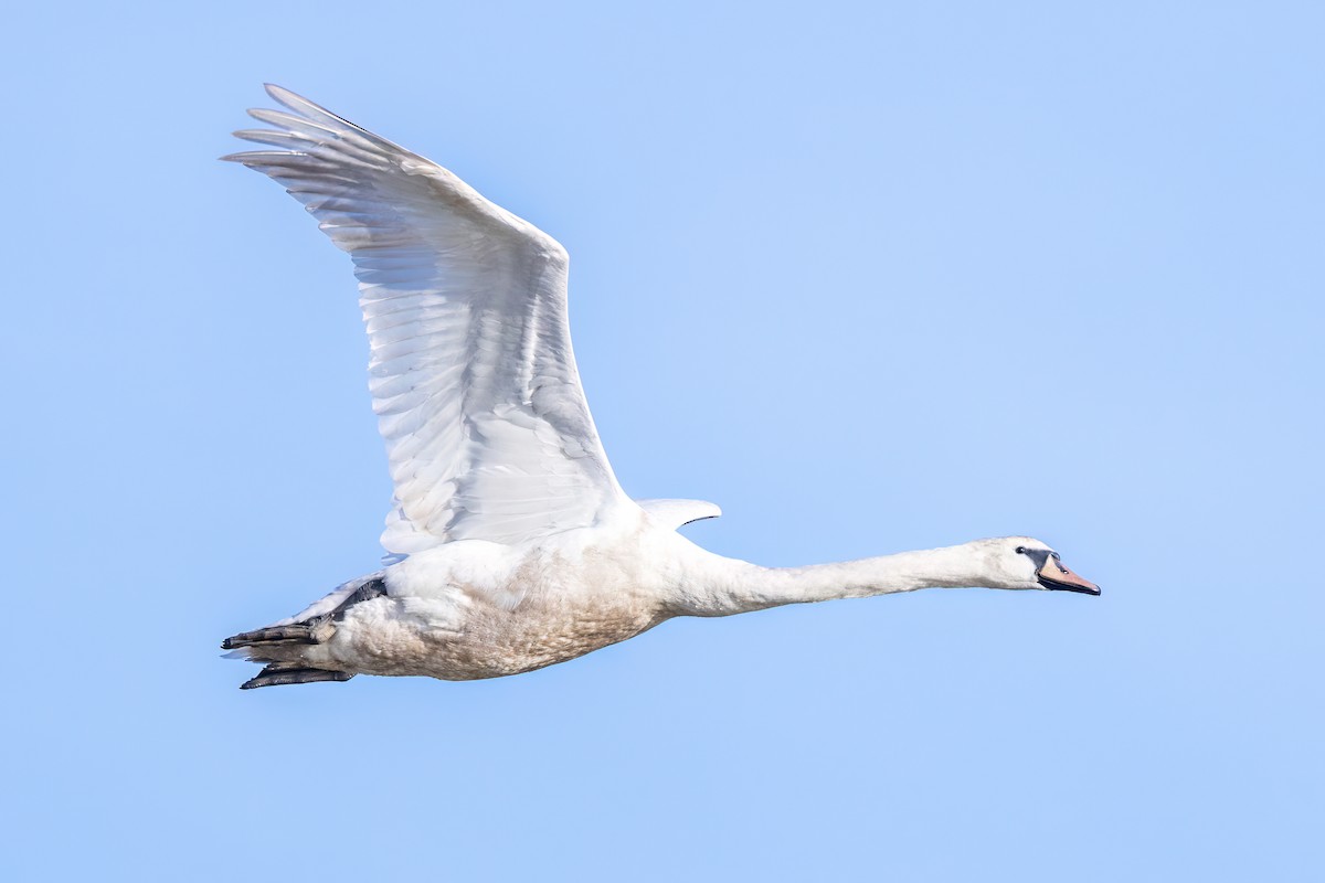 Mute Swan - ML620201184