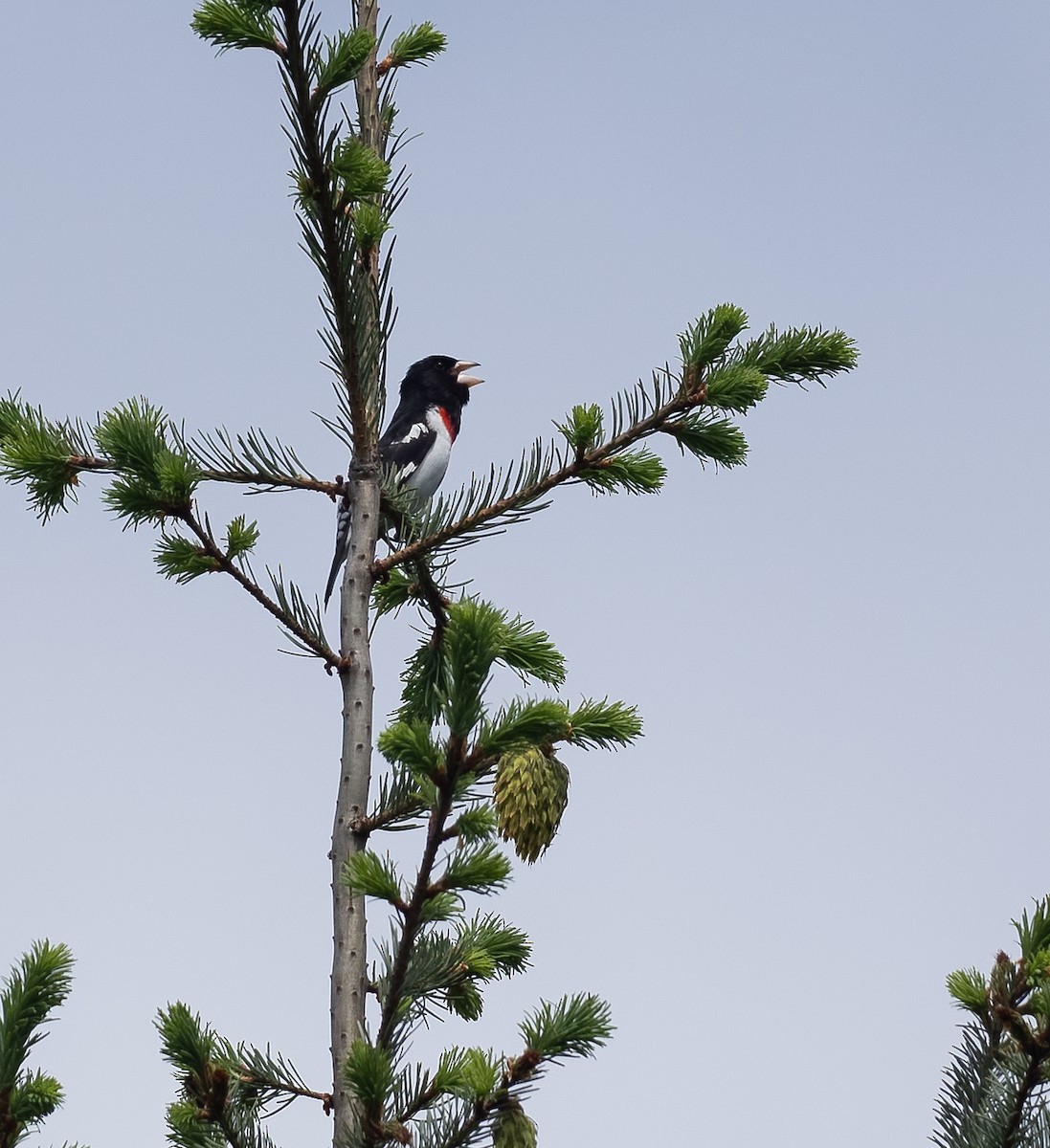 Rose-breasted Grosbeak - ML620201191