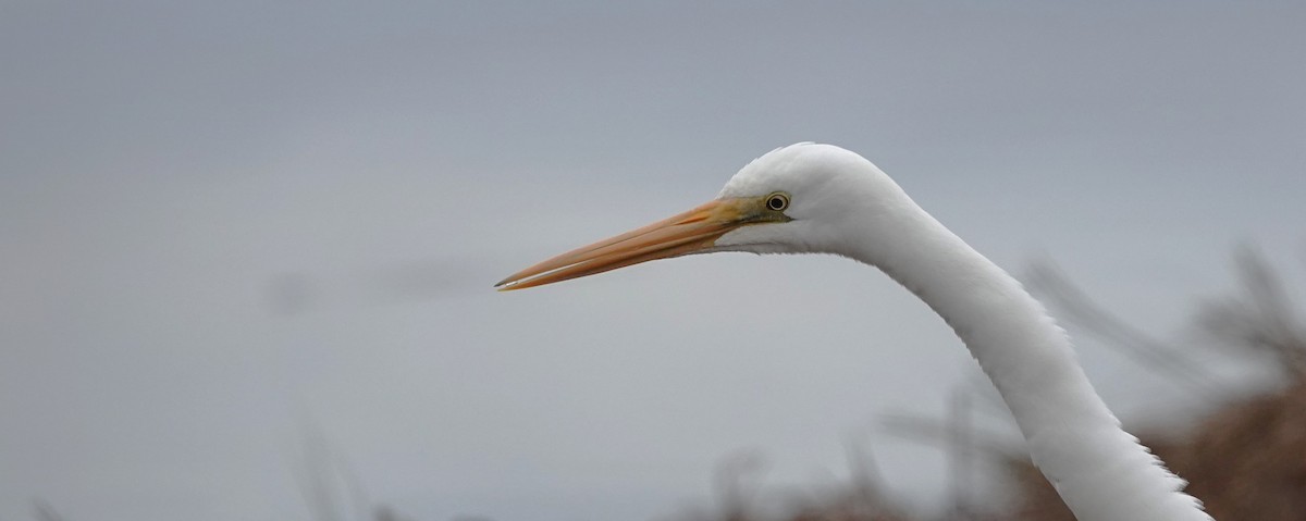 Great Egret - ML620201199