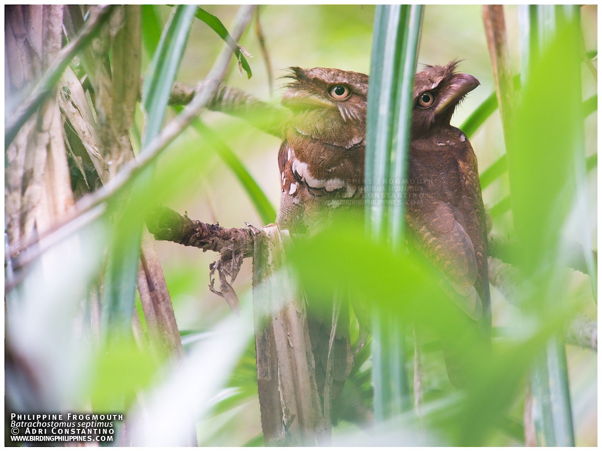 Philippine Frogmouth - ML620201200