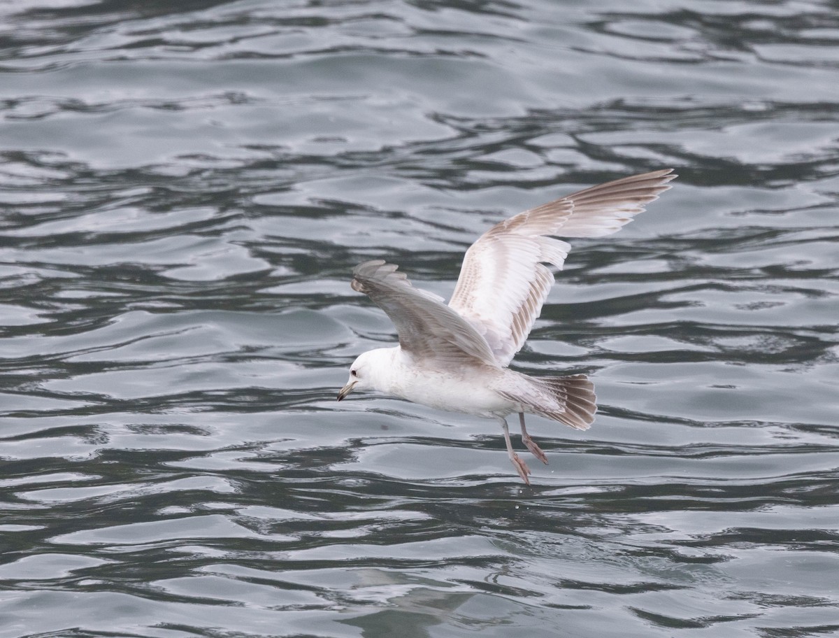 Short-billed Gull - ML620201212