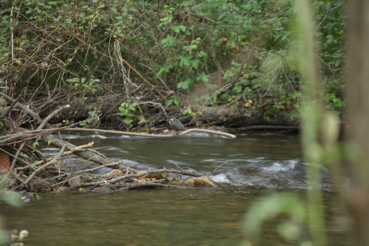 אמודאי הנחלים - ML620201216