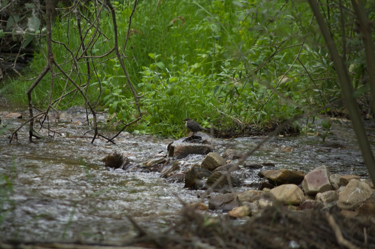 אמודאי הנחלים - ML620201217