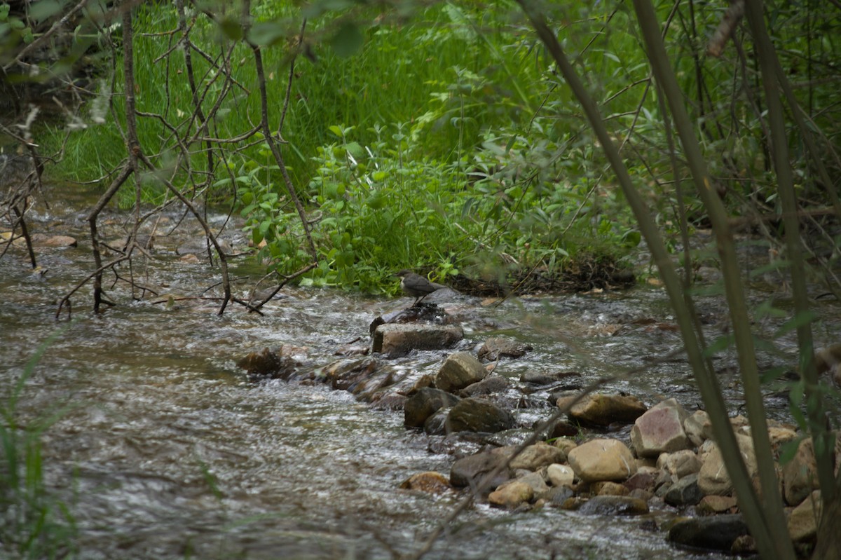 אמודאי הנחלים - ML620201218