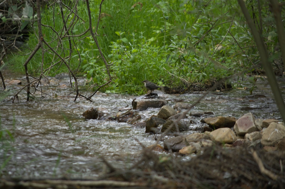 אמודאי הנחלים - ML620201219