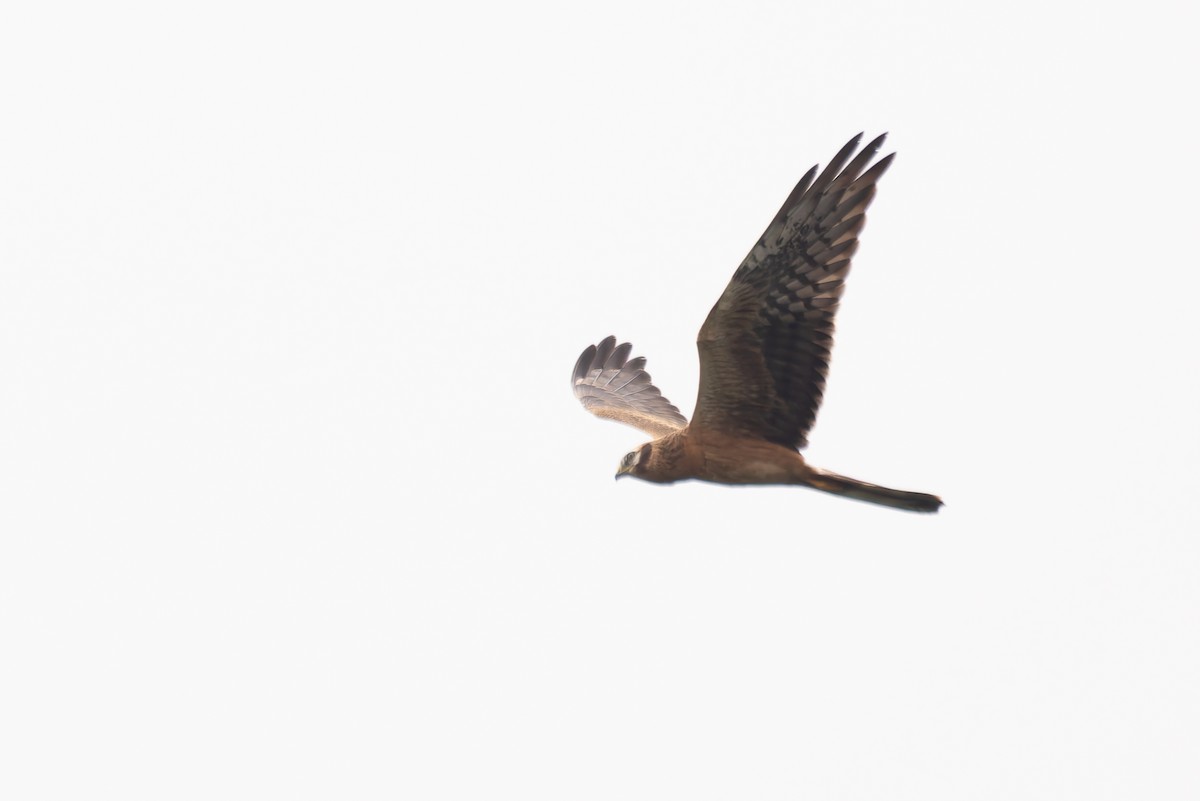 Montagu's Harrier - ML620201229