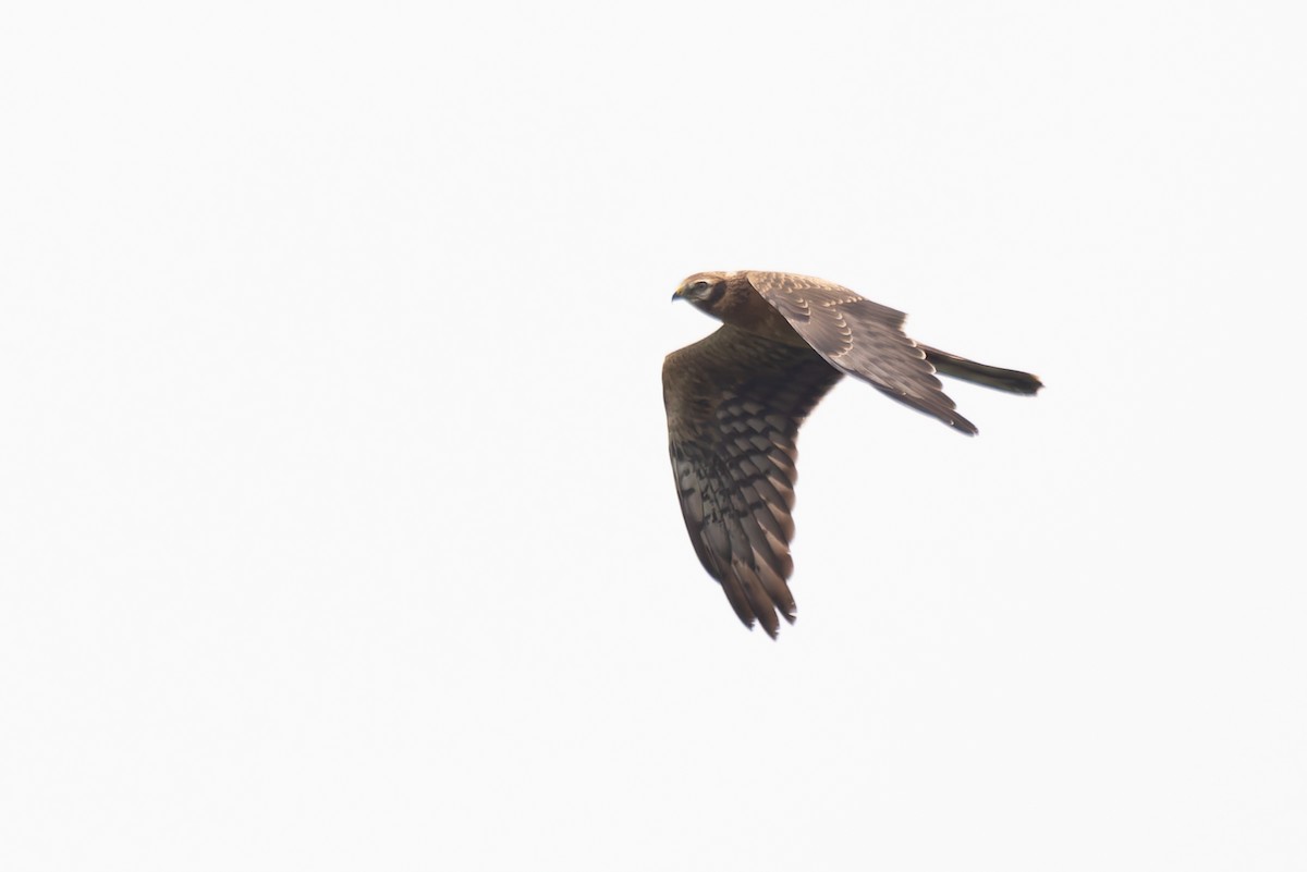 Montagu's Harrier - ML620201230