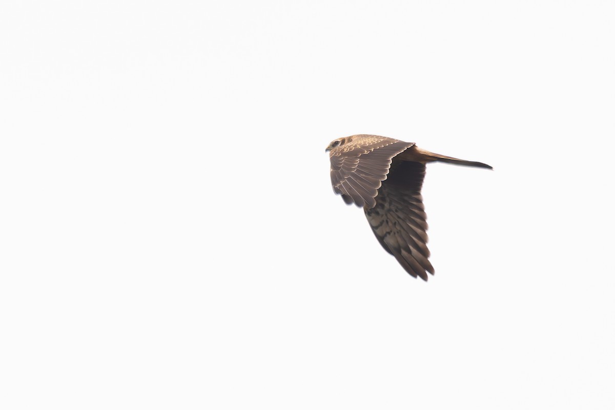 Montagu's Harrier - ML620201232