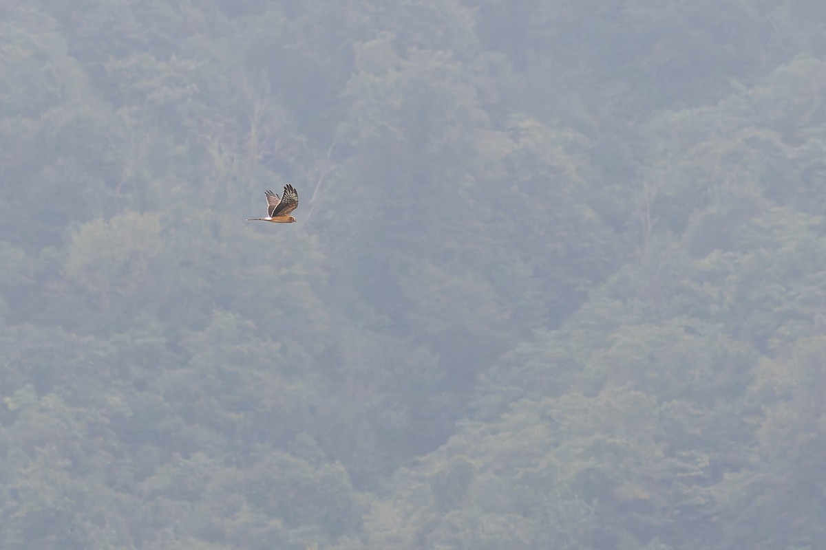 Montagu's Harrier - ML620201233