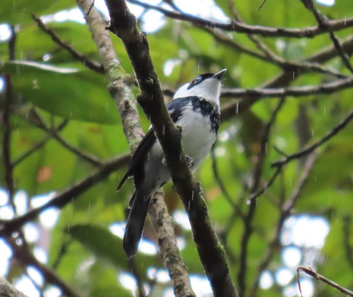 Pied Monarch - ML620201234