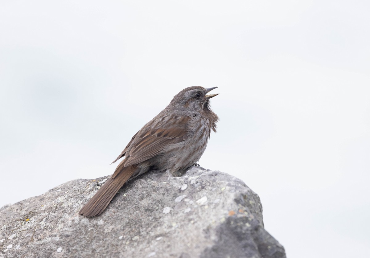 Song Sparrow - ML620201237