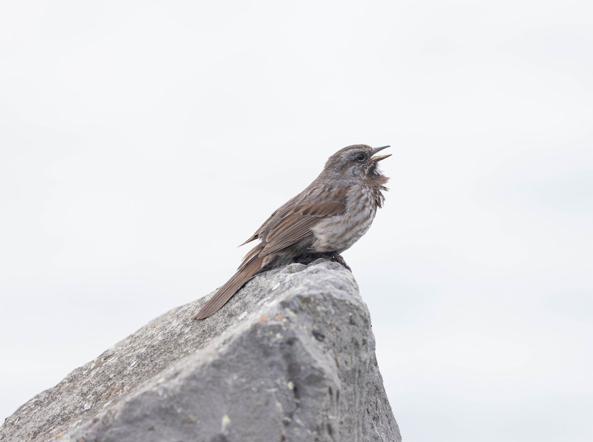 Song Sparrow - ML620201239