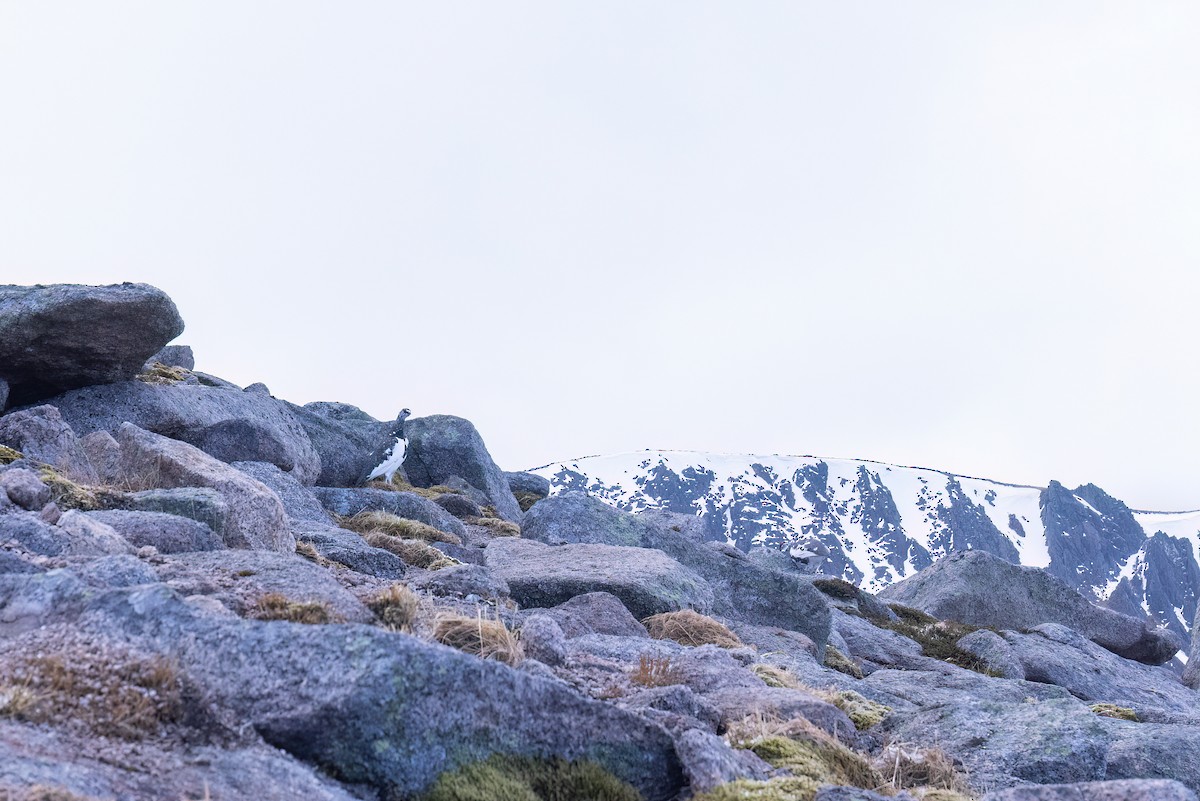 Rock Ptarmigan - ML620201243