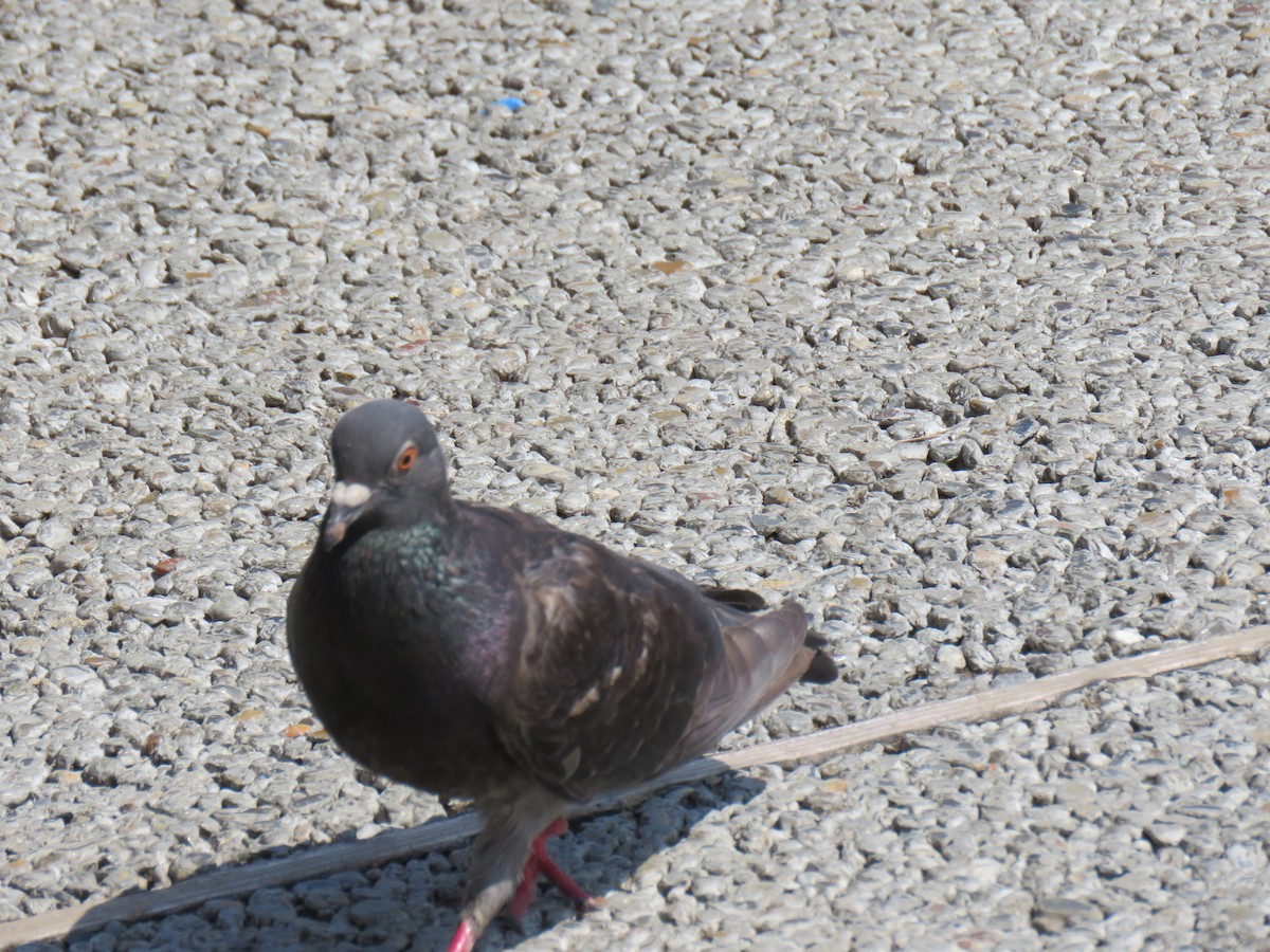 Rock Pigeon (Feral Pigeon) - ML620201245