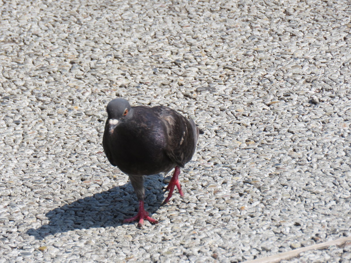 Rock Pigeon (Feral Pigeon) - ML620201252
