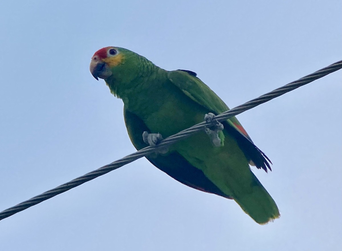 Red-lored Parrot - ML620201265