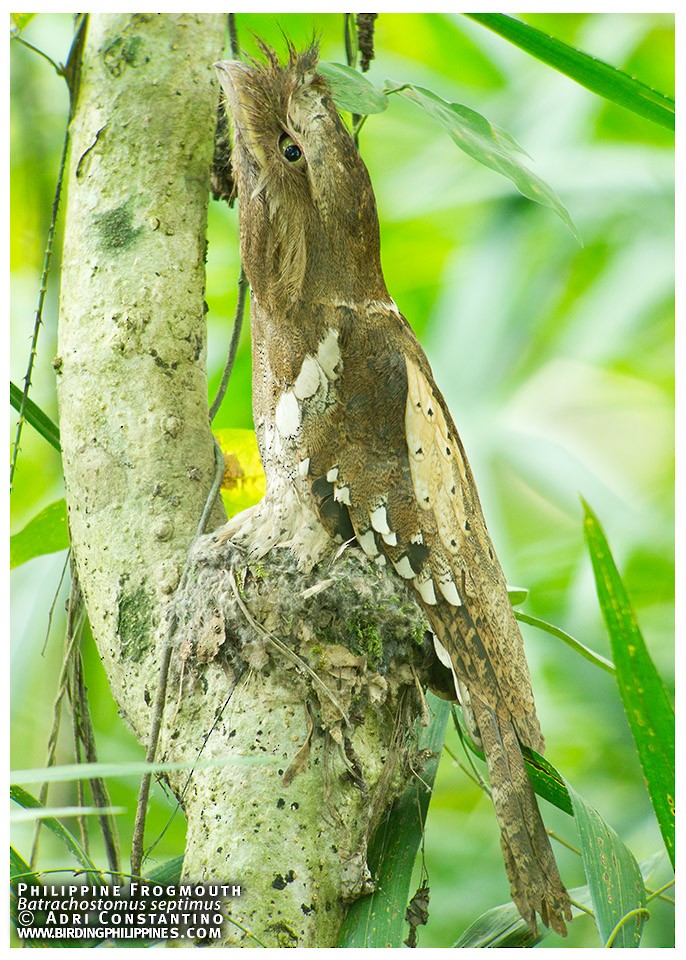 Philippine Frogmouth - ML620201271