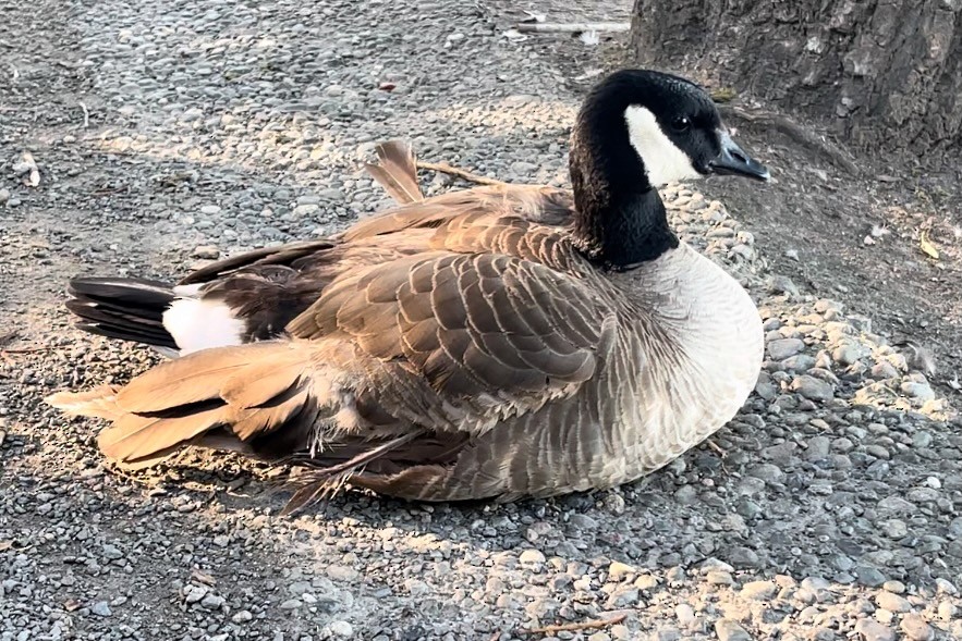 Cackling/Canada Goose - ML620201275