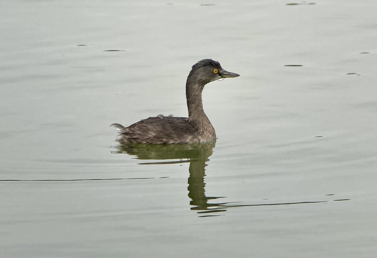 Least Grebe - ML620201277