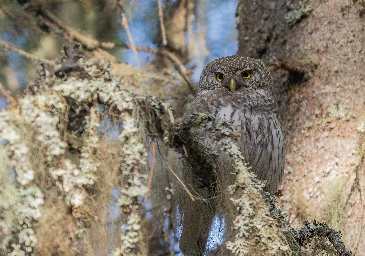 Eurasian Pygmy-Owl - ML620201282